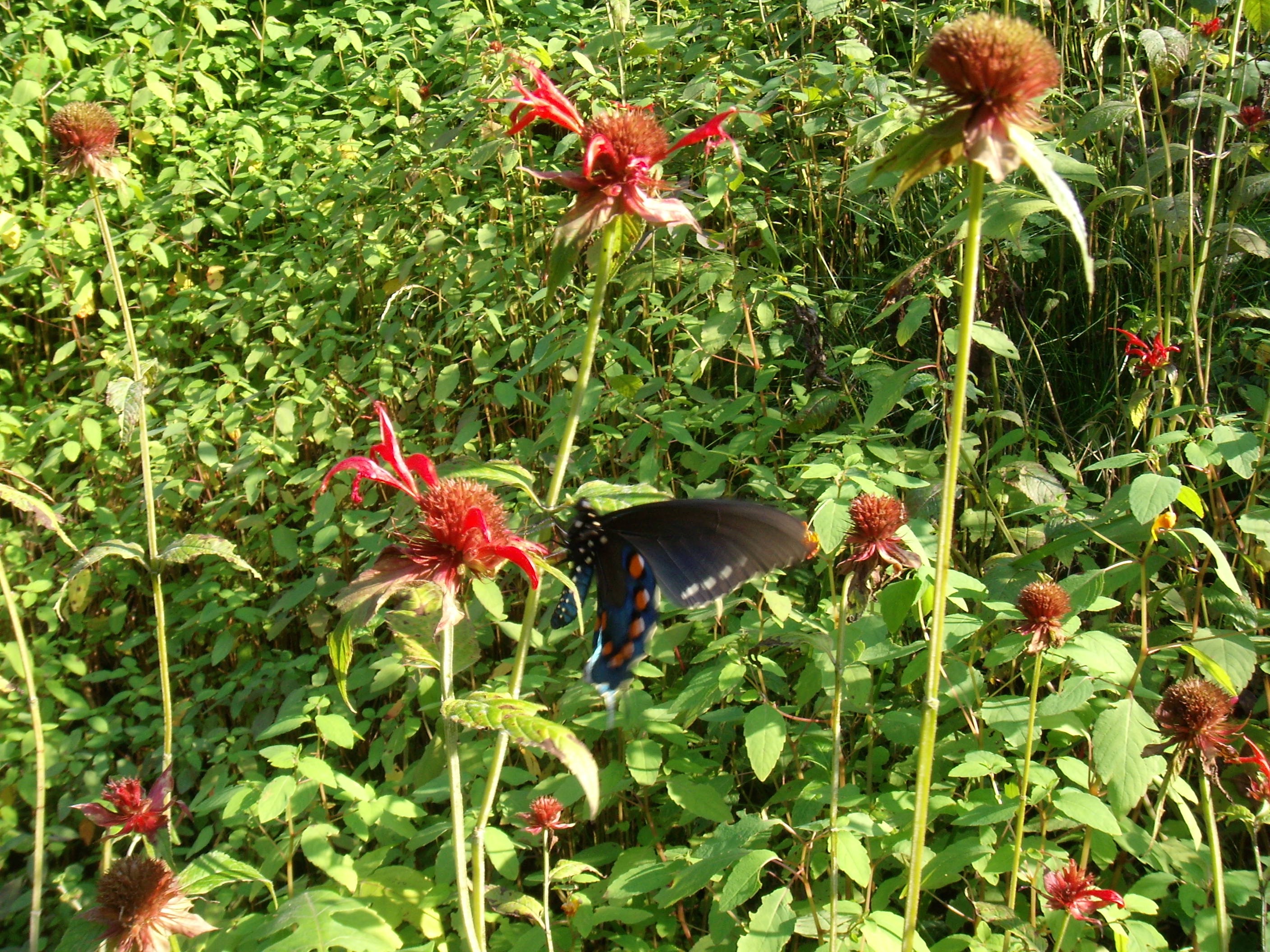 buttlerflies-and-bee-balm-1