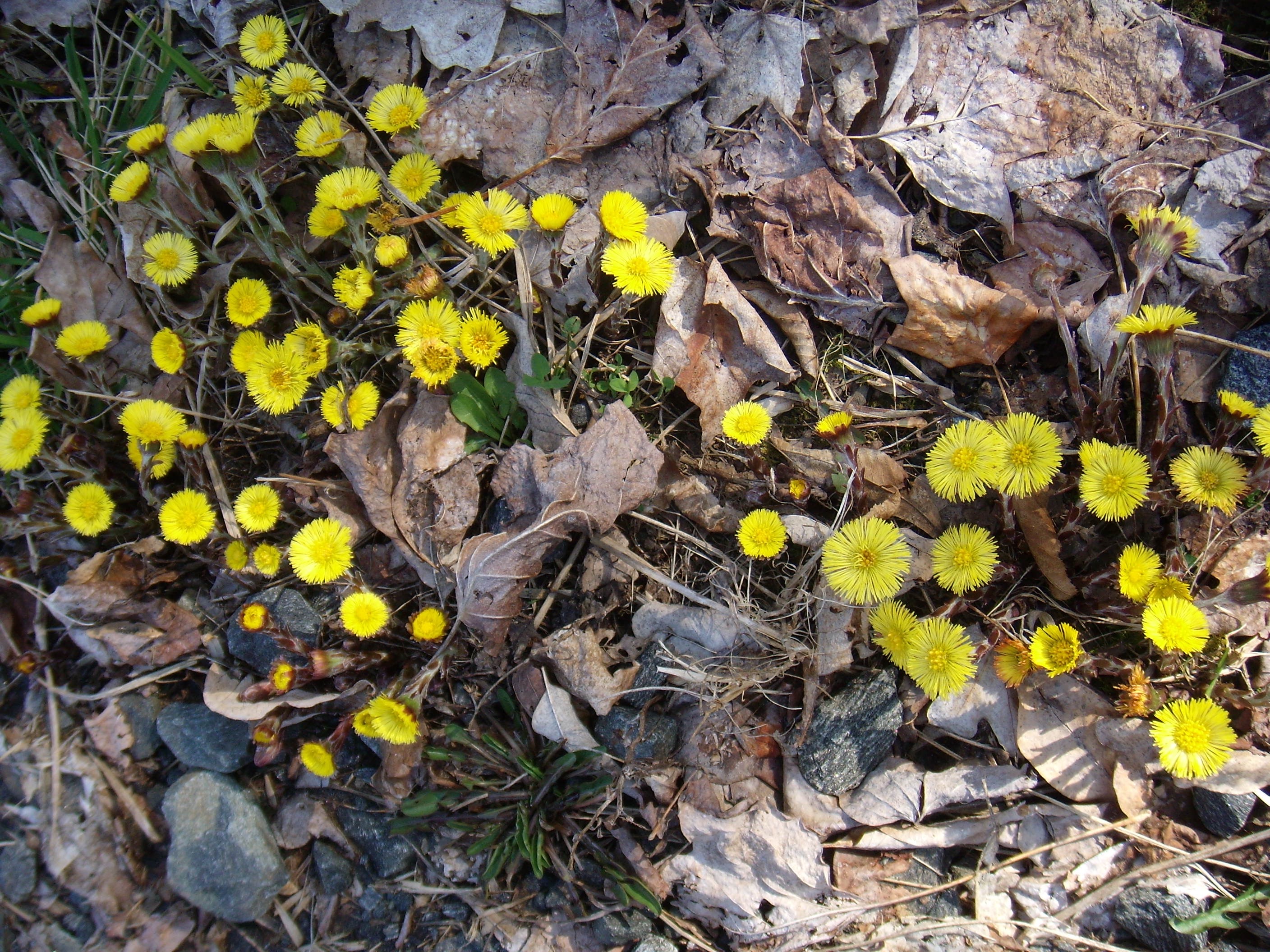 first-flower-of-spring-dandylions